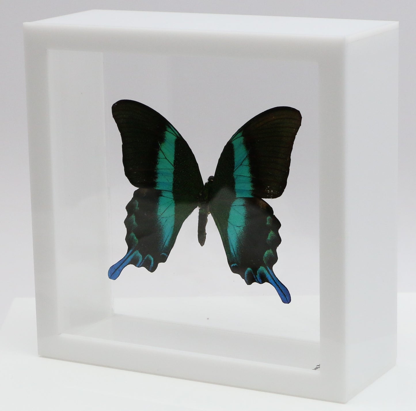 9060611 - Real Butterfly Acrylic Display Box - 6" X 6" - Peacock Swallowtail (Papilio blumei)