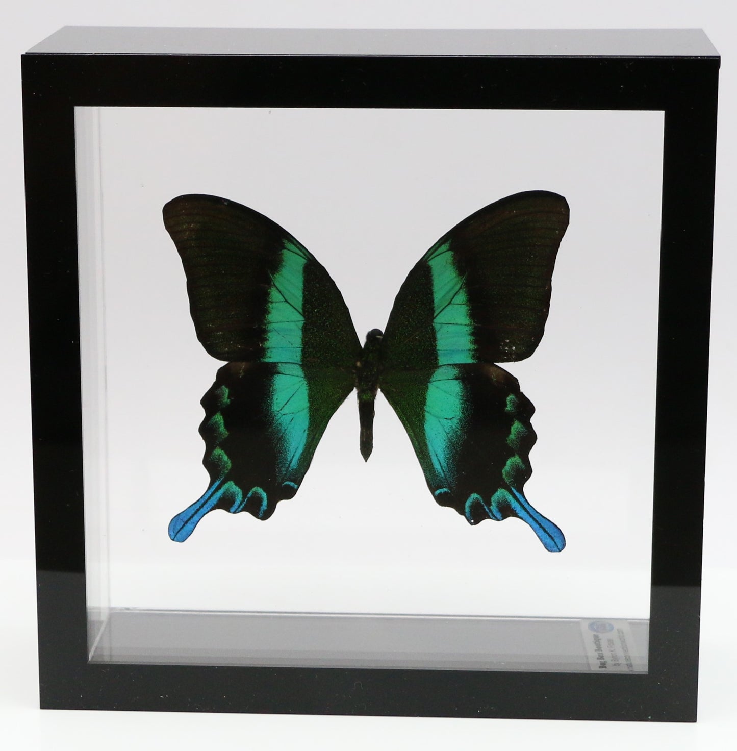 9060611 - Real Butterfly Acrylic Display Box - 6" X 6" - Peacock Swallowtail (Papilio blumei)