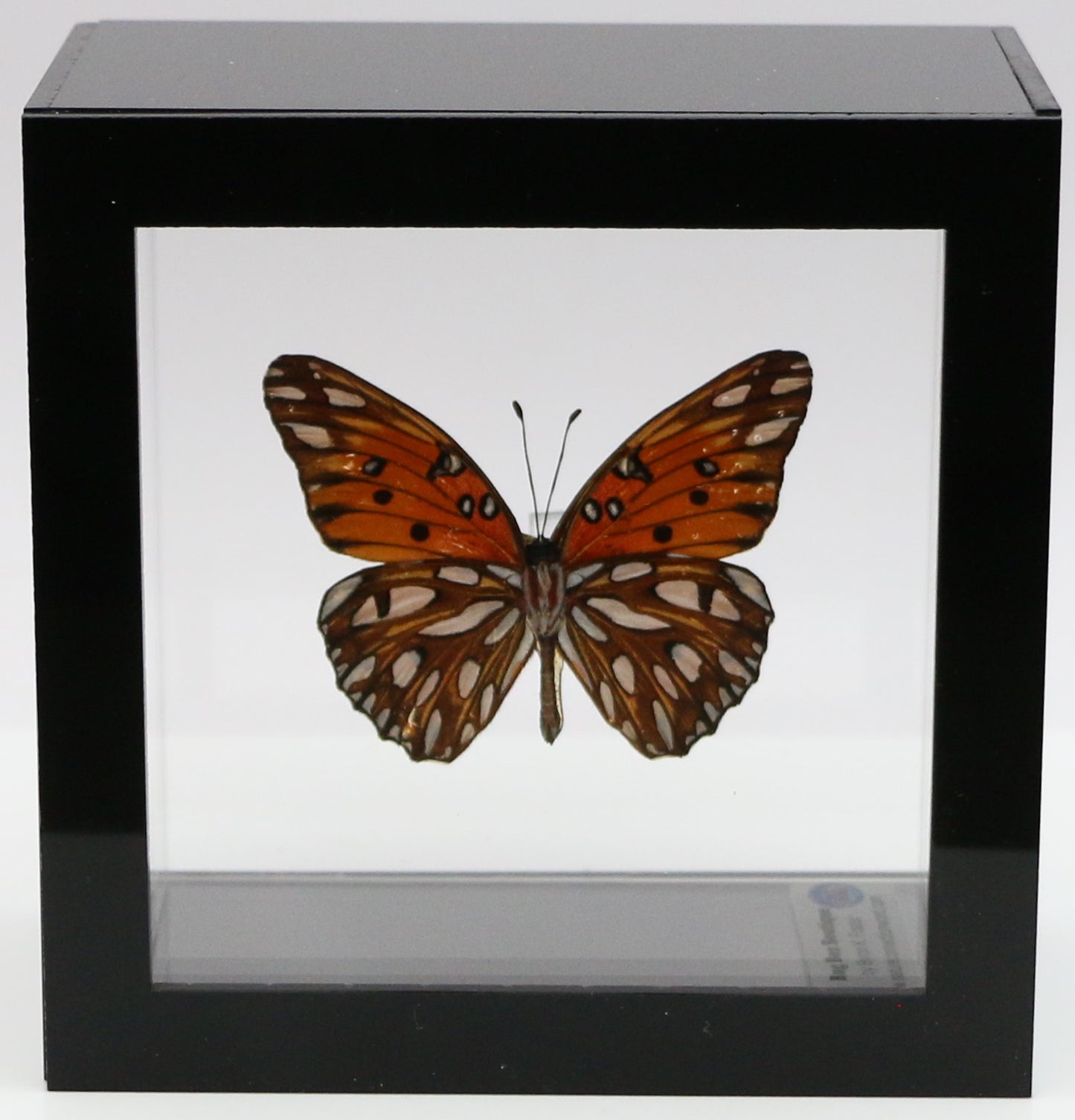 9040419 - Real Butterfly Acrylic Display Box - 4"X4" - Gulf Fritilary Butterfly (Agraulis vanillae) - Ventral