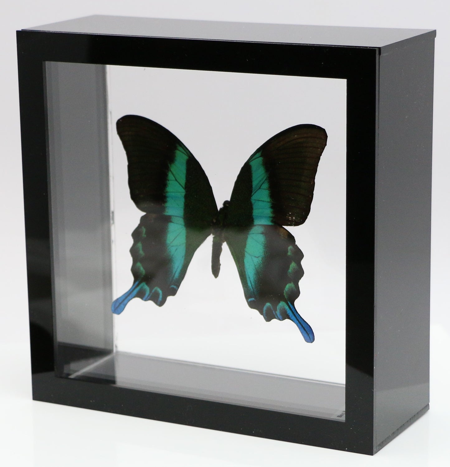 9060611 - Real Butterfly Acrylic Display Box - 6" X 6" - Peacock Swallowtail (Papilio blumei)