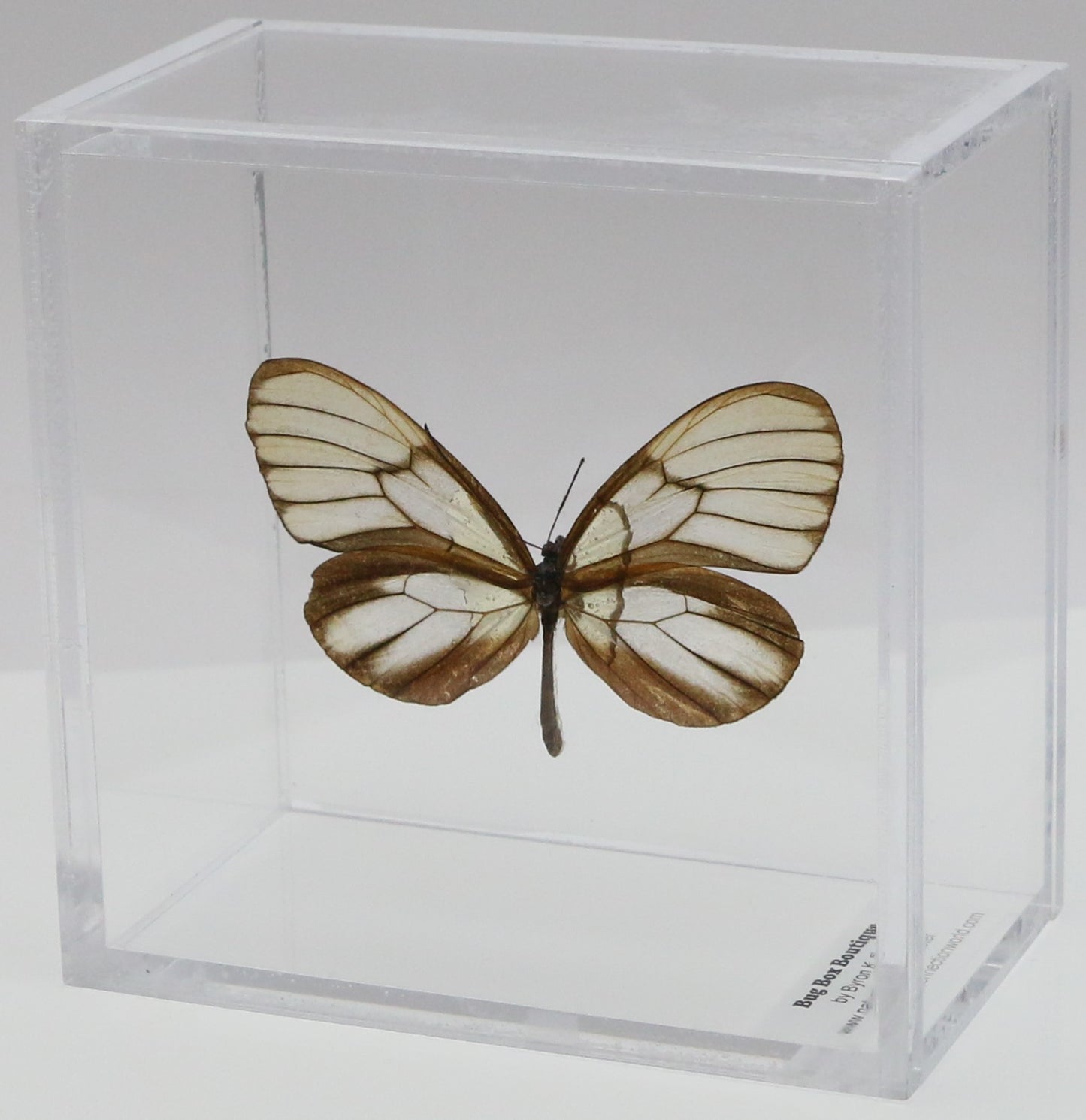 9040413 - Real Butterfly Acrylic Display Box - 4"X4" - Clearwing Butterfly (Godyris duillia)