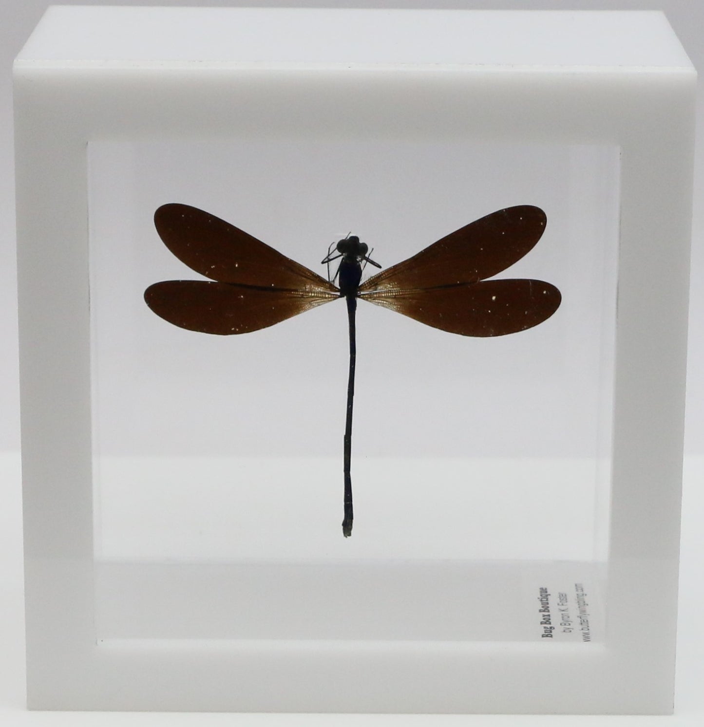 9040506 - Real Bug Acrylic Display Box - 4"X4" - Purple-Black Damselfly (Vestalis luctosa)