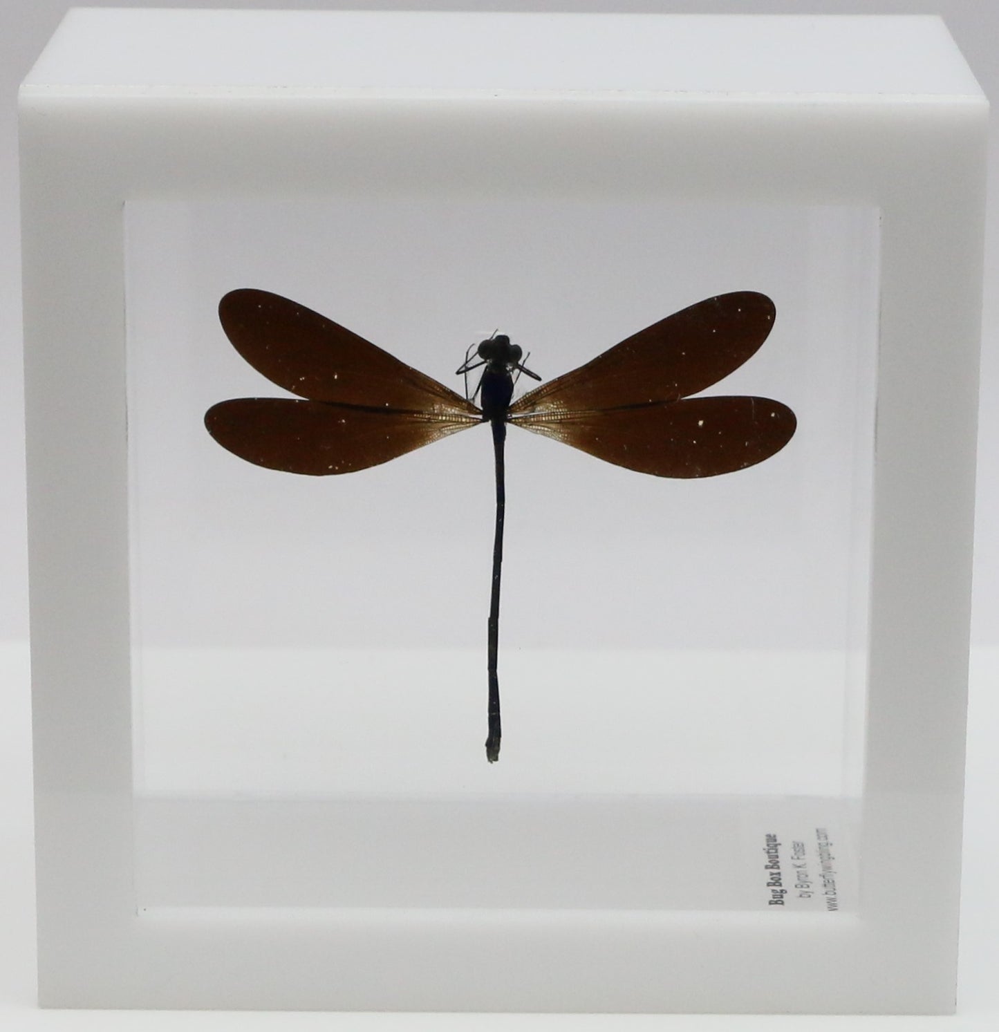 9050572 - Real Bug Acrylic Display Box - 5"X5" - Purple-Black Damselfly (Vestalis luctosa)