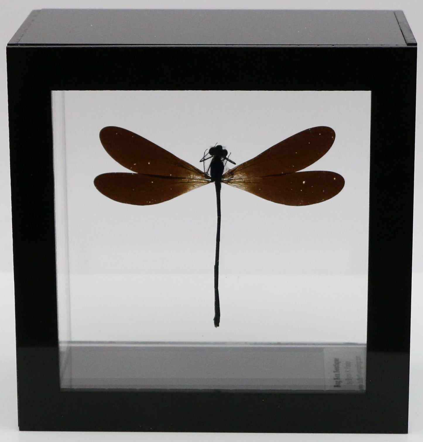 9040506 - Real Bug Acrylic Display Box - 4"X4" - Purple-Black Damselfly (Vestalis luctosa)