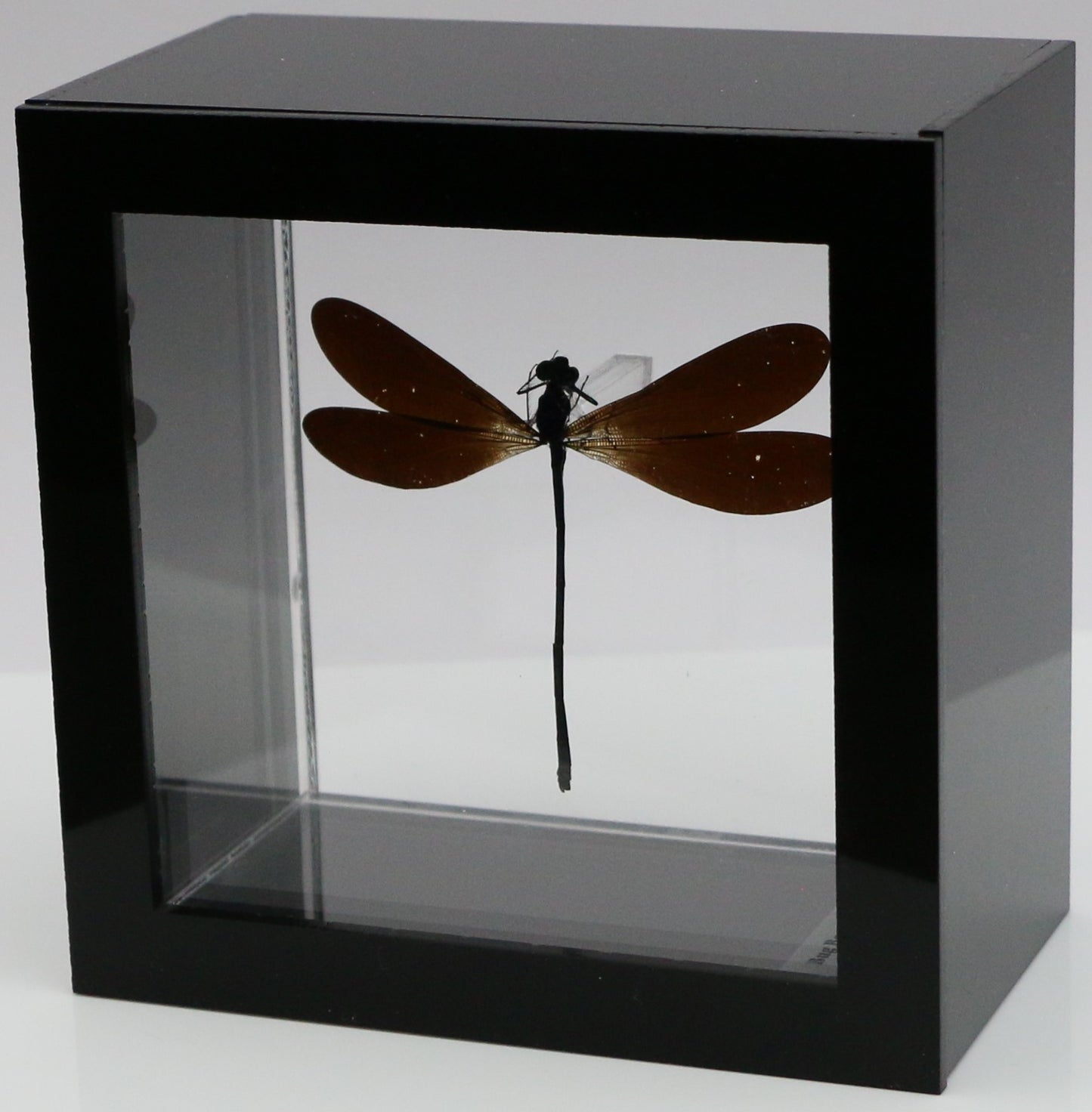 9040506 - Real Bug Acrylic Display Box - 4"X4" - Purple-Black Damselfly (Vestalis luctosa)