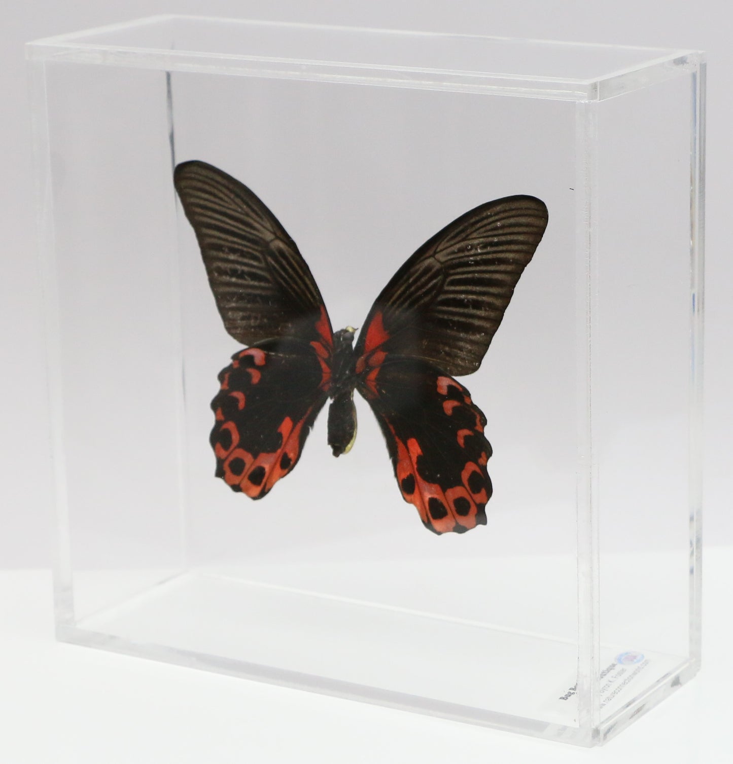 9060606 - Real Butterfly Acrylic Display Box - 6" X 6" - Scarlet Mormon (Papilio rumanzovia) - Ventral