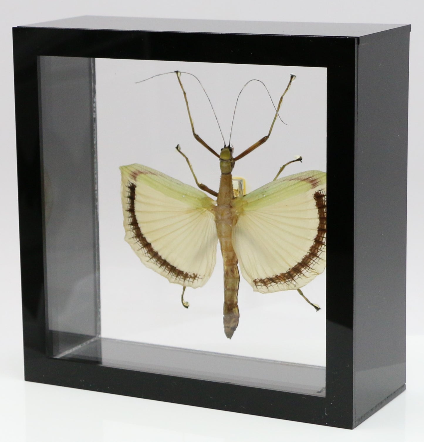 9060721 - Real Bug Acrylic Display Box - 6" X 6" - Yellow Wing Walking Stick (Tagesoidea nigrofasciata) - Female