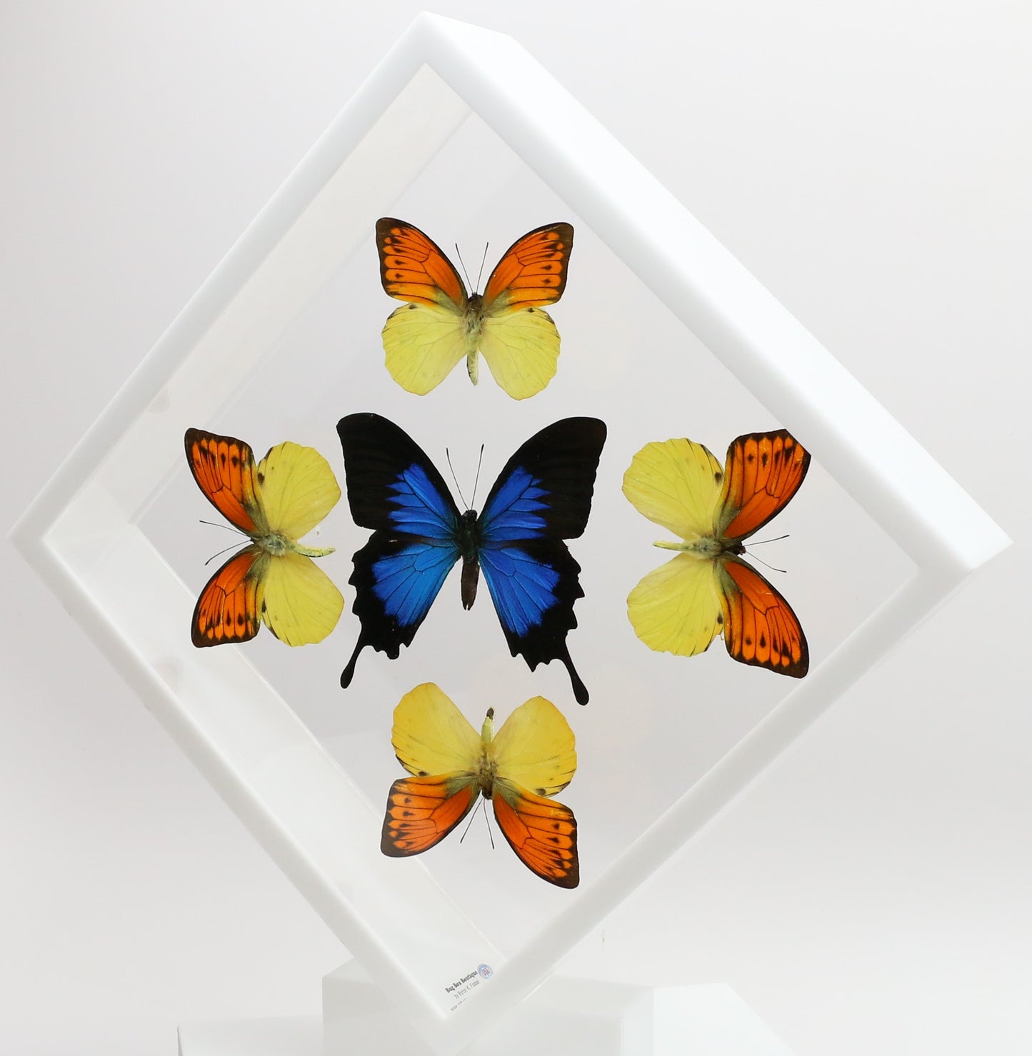 9101022 - Real Butterfly Acrylic Display Box - 10" X 10" - Vibrant Sulphurs / Blue Mountain Swallowtail