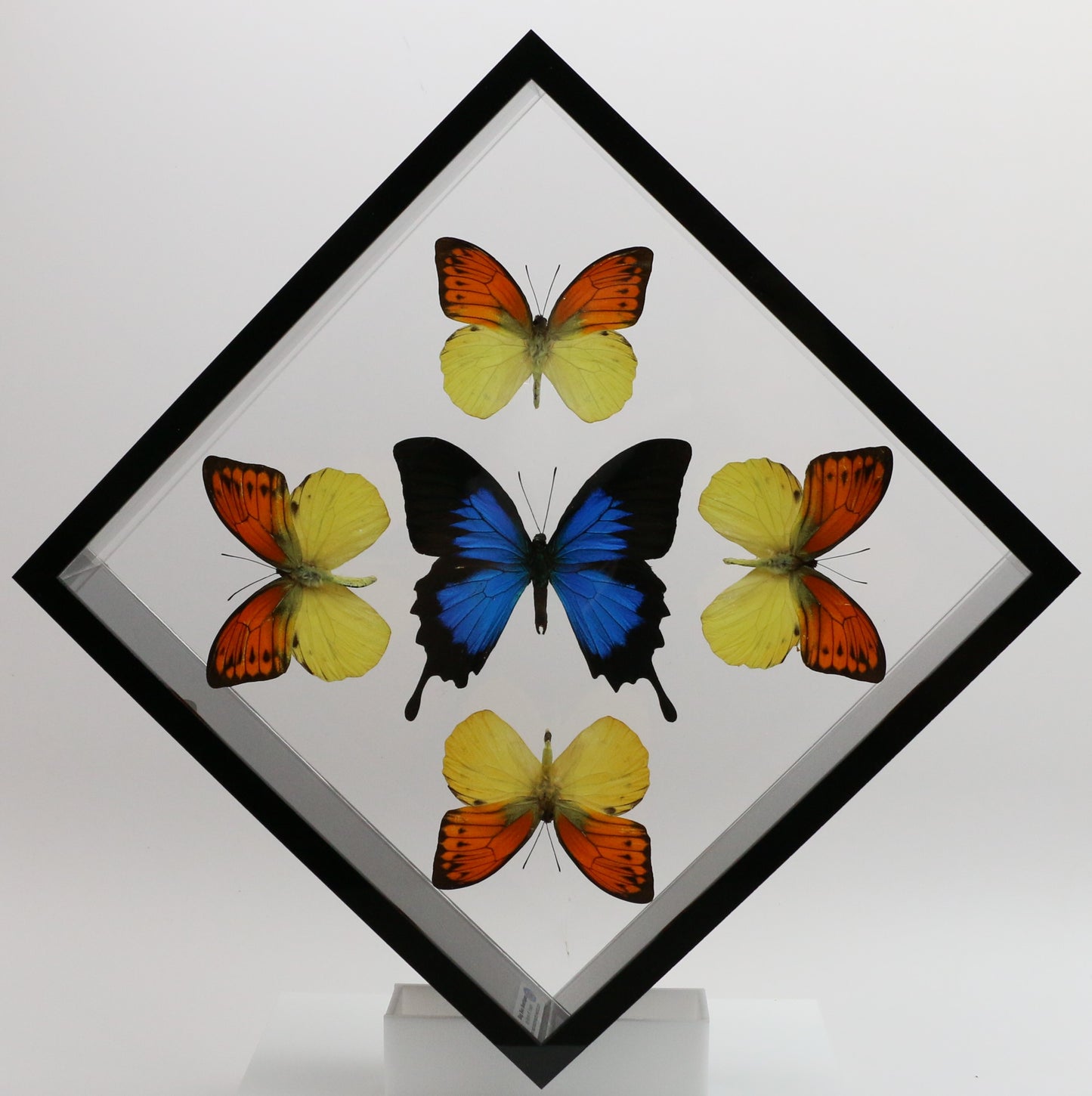 9101022 - Real Butterfly Acrylic Display Box - 10" X 10" - Vibrant Sulphurs / Blue Mountain Swallowtail