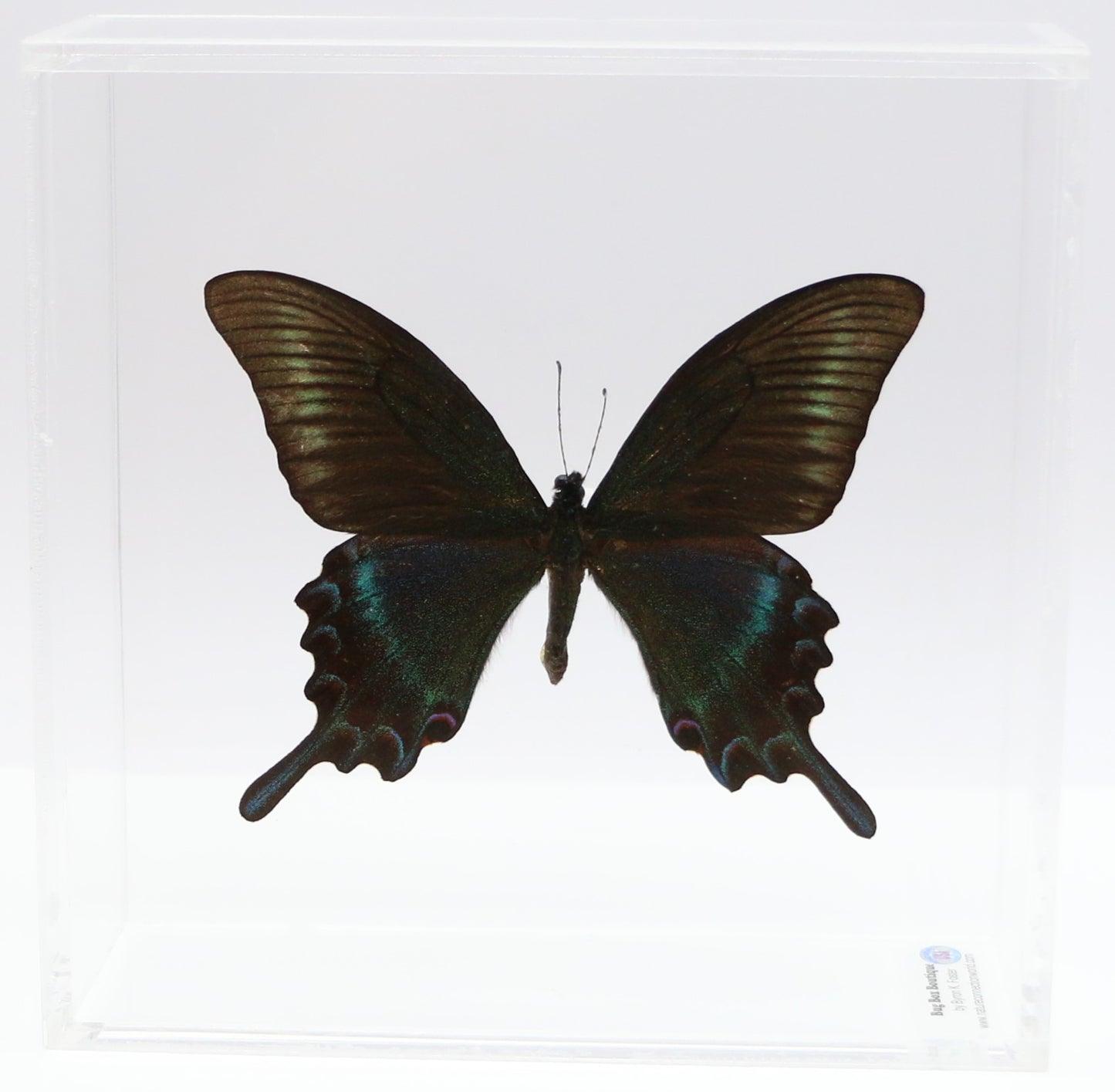 9060613 - Real Butterfly Acrylic Display Box - 6" X 6" - Alpine Black Swallowtail (Papilio maackii) - Summer