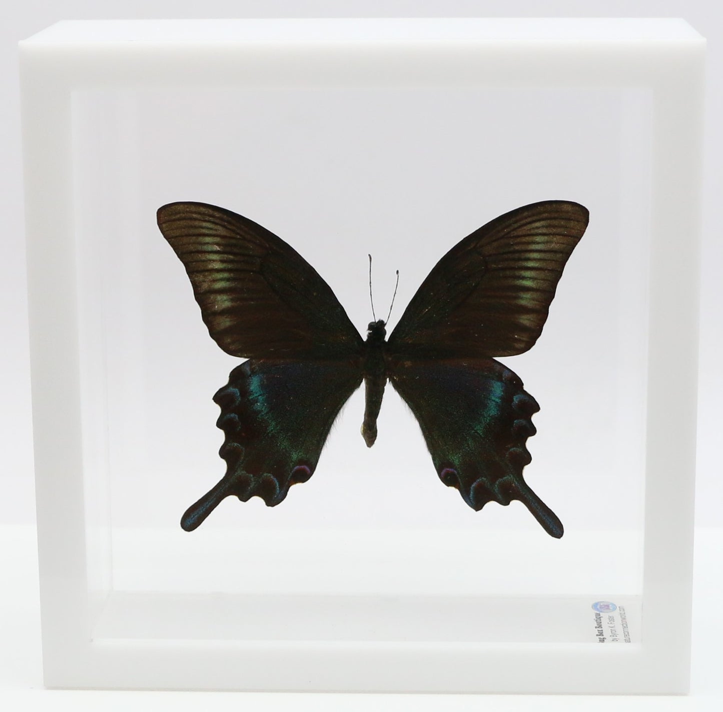 9060613 - Real Butterfly Acrylic Display Box - 6" X 6" - Alpine Black Swallowtail (Papilio maackii) - Summer
