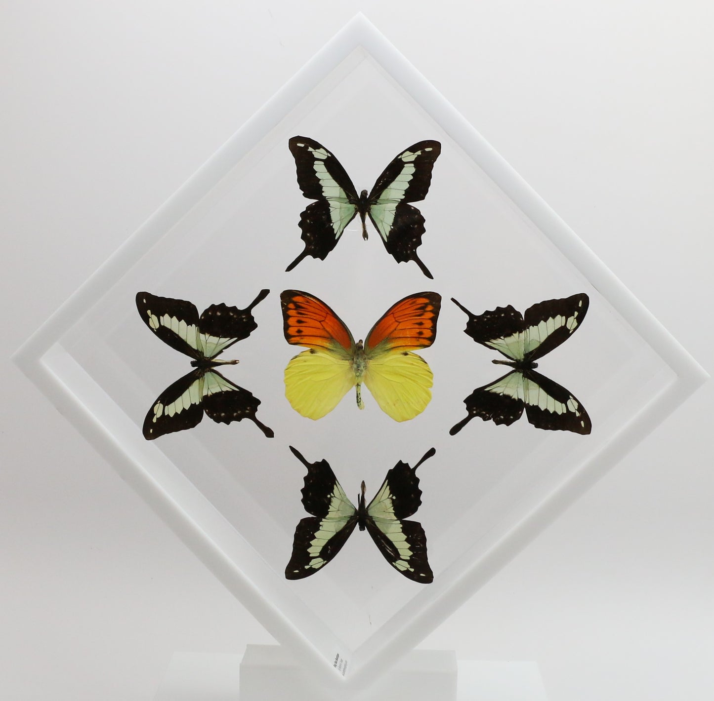 9101021 - Real Butterfly Acrylic Display Box - 10" X 10" - Apple Green Swallowtail / Vibrant Sulphur