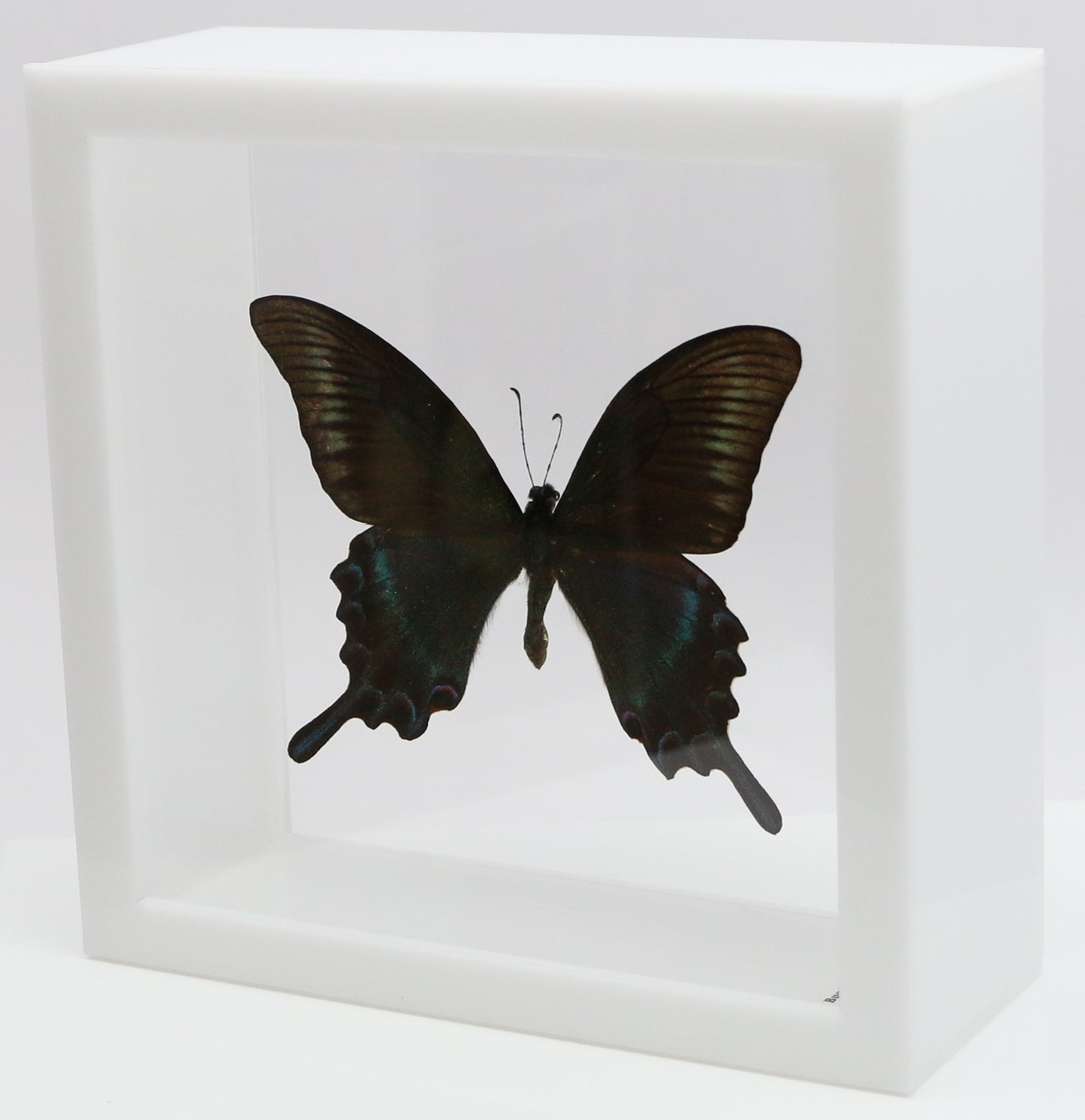 9060613 - Real Butterfly Acrylic Display Box - 6" X 6" - Alpine Black Swallowtail (Papilio maackii) - Summer