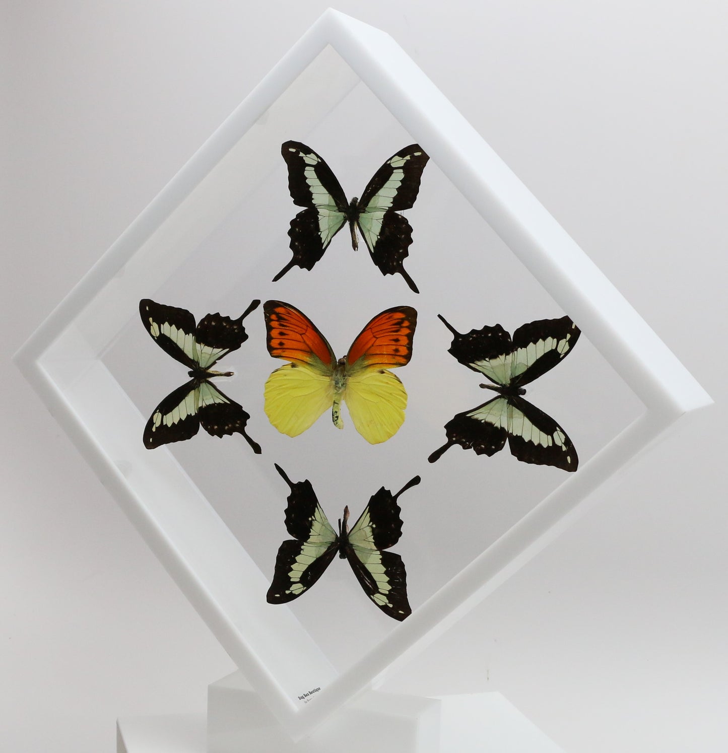 9101021 - Real Butterfly Acrylic Display Box - 10" X 10" - Apple Green Swallowtail / Vibrant Sulphur