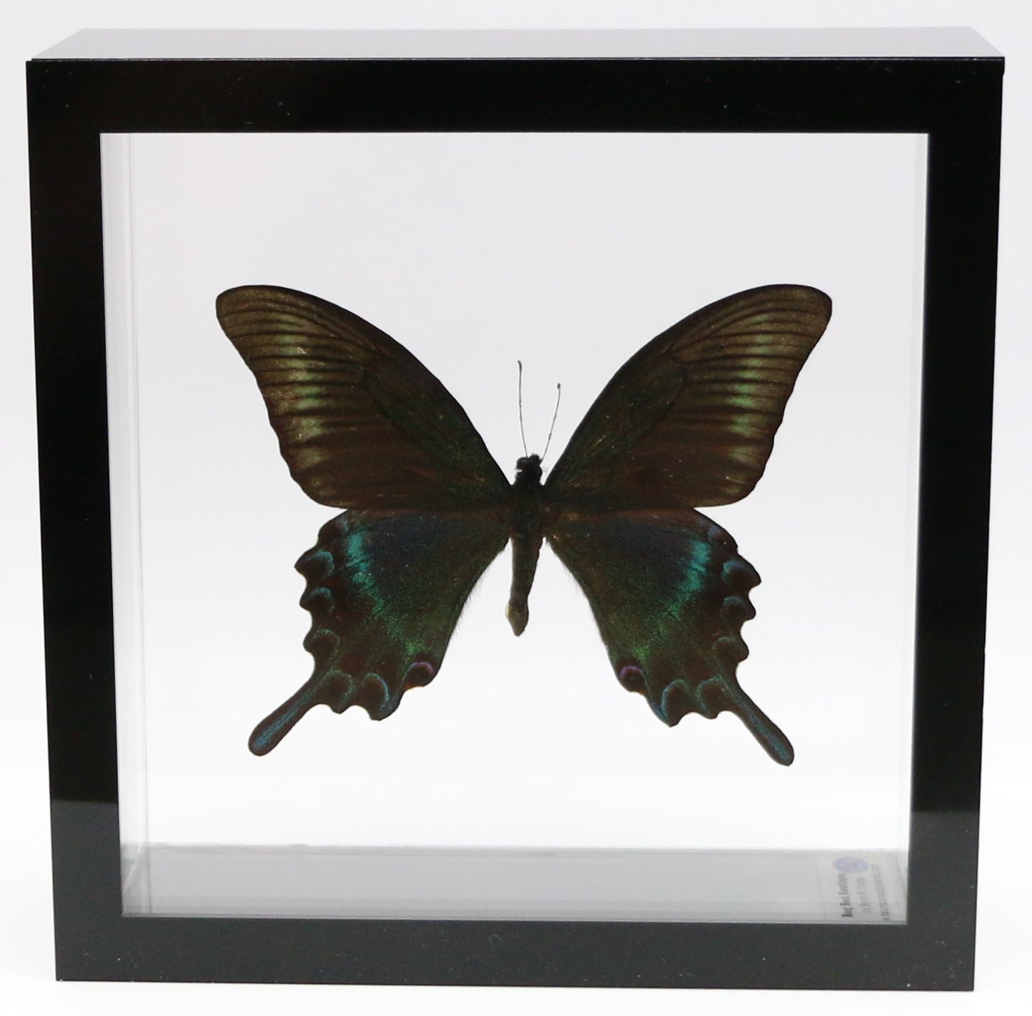 9060613 - Real Butterfly Acrylic Display Box - 6" X 6" - Alpine Black Swallowtail (Papilio maackii) - Summer