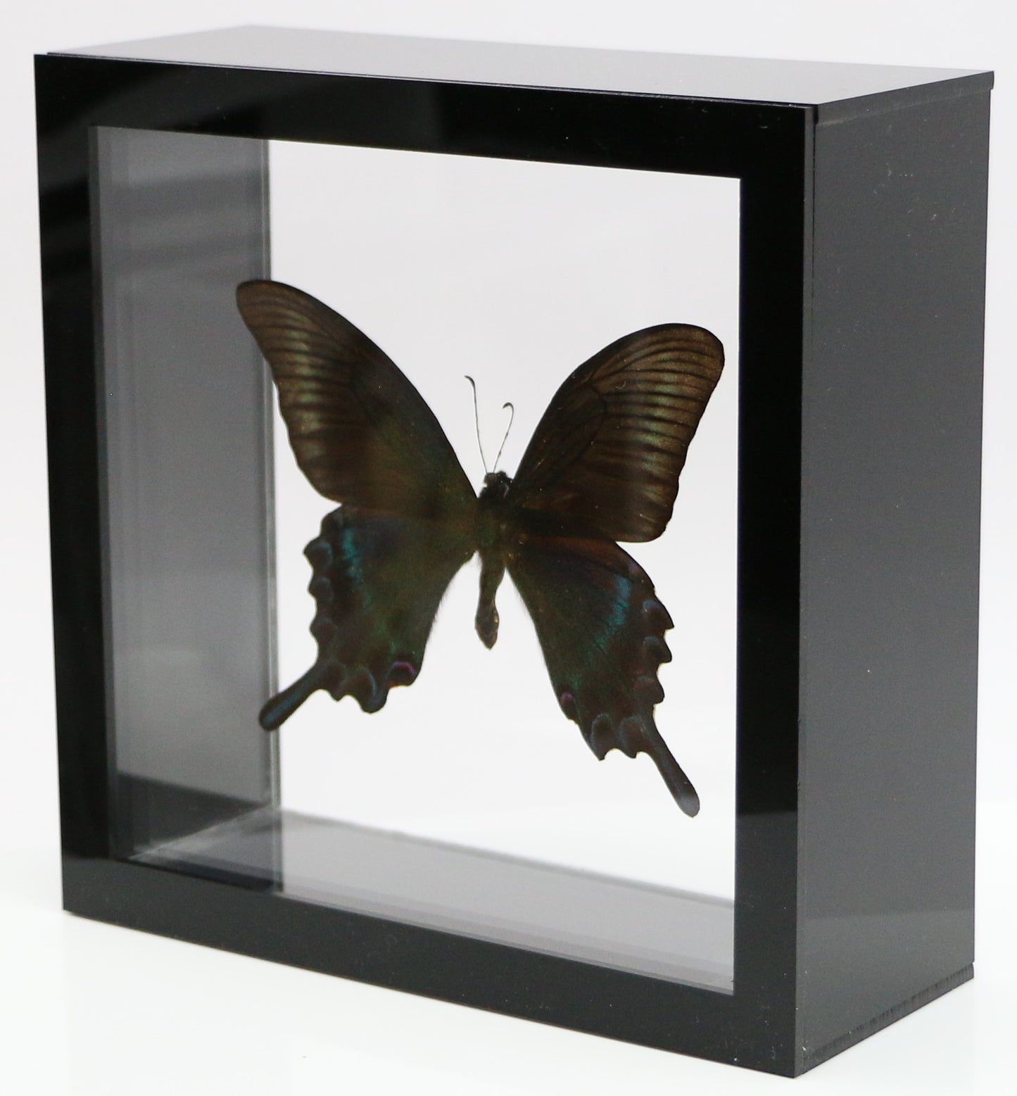9060613 - Real Butterfly Acrylic Display Box - 6" X 6" - Alpine Black Swallowtail (Papilio maackii) - Summer