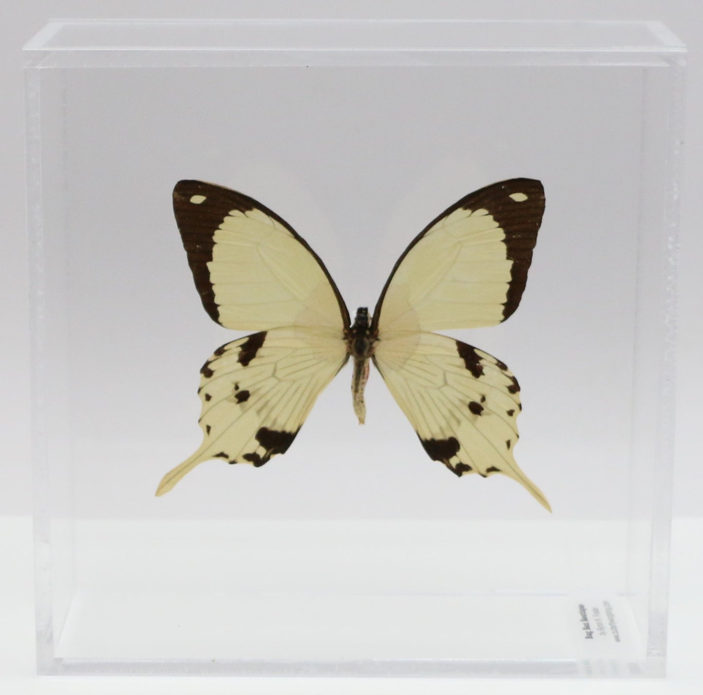 9060610 - Real Butterfly Acrylic Display Box - 6" X 6" - African Swallowtail (Papilio dardanus)