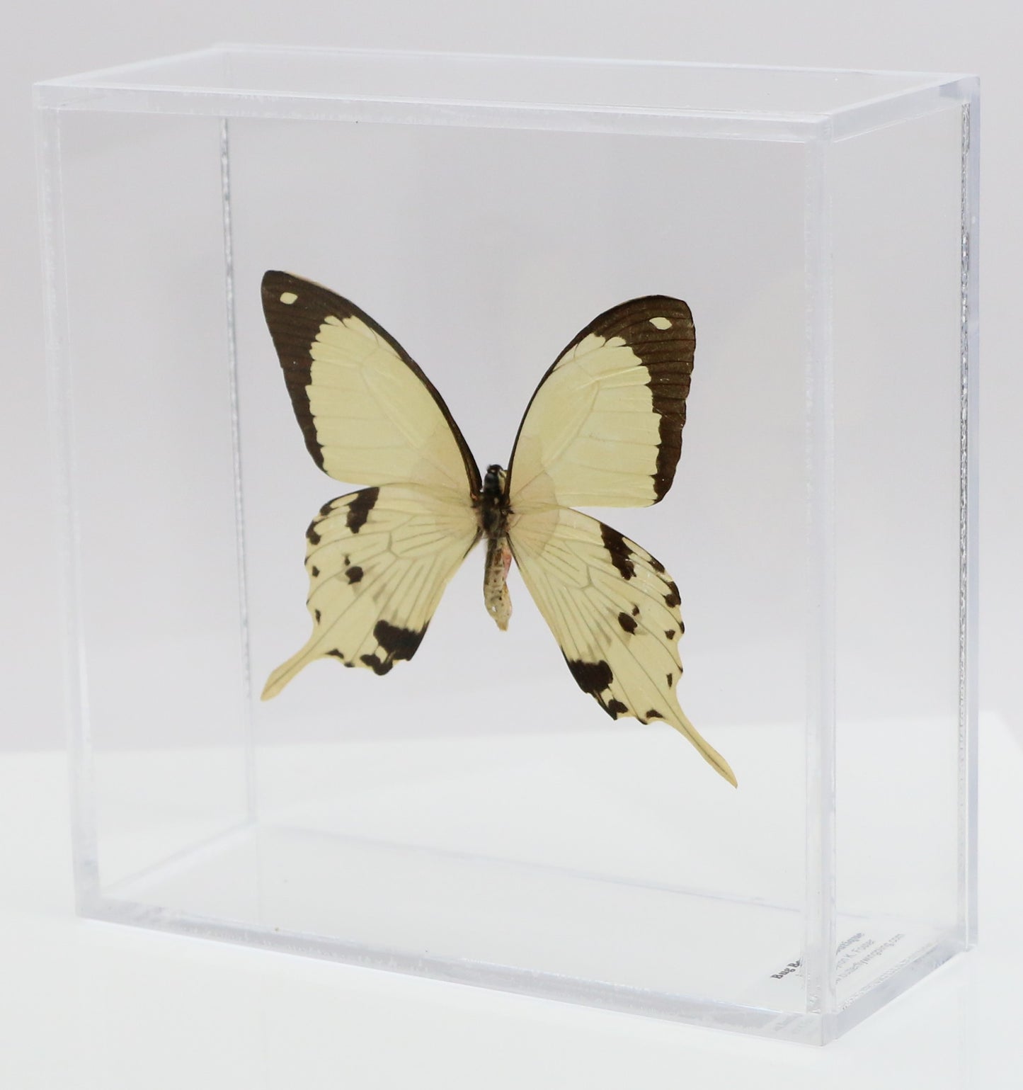 9060610 - Real Butterfly Acrylic Display Box - 6" X 6" - African Swallowtail (Papilio dardanus)