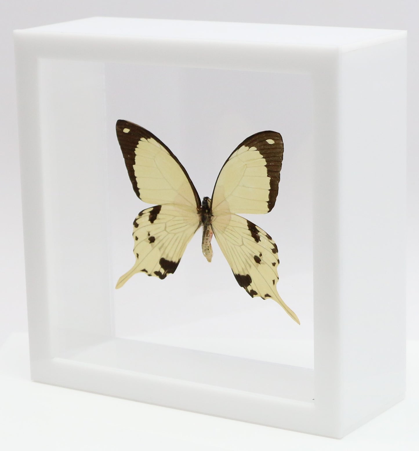 9060610 - Real Butterfly Acrylic Display Box - 6" X 6" - African Swallowtail (Papilio dardanus)