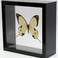9060610 - Real Butterfly Acrylic Display Box - 6" X 6" - African Swallowtail (Papilio dardanus)