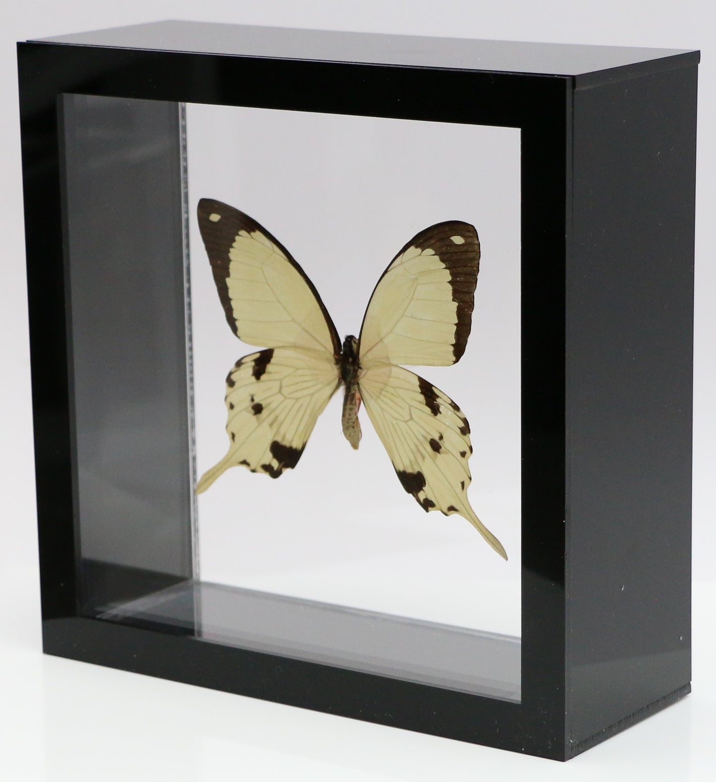 9060610 - Real Butterfly Acrylic Display Box - 6" X 6" - African Swallowtail (Papilio dardanus)