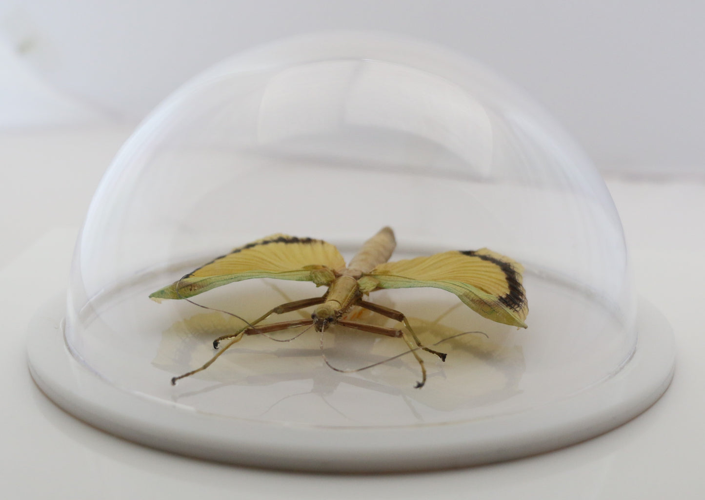 760460 - Dome Displays - Ex. Large (156mm) - White - Yellow Wing Walking Stick (Tagesoidea nigrofasciata)
