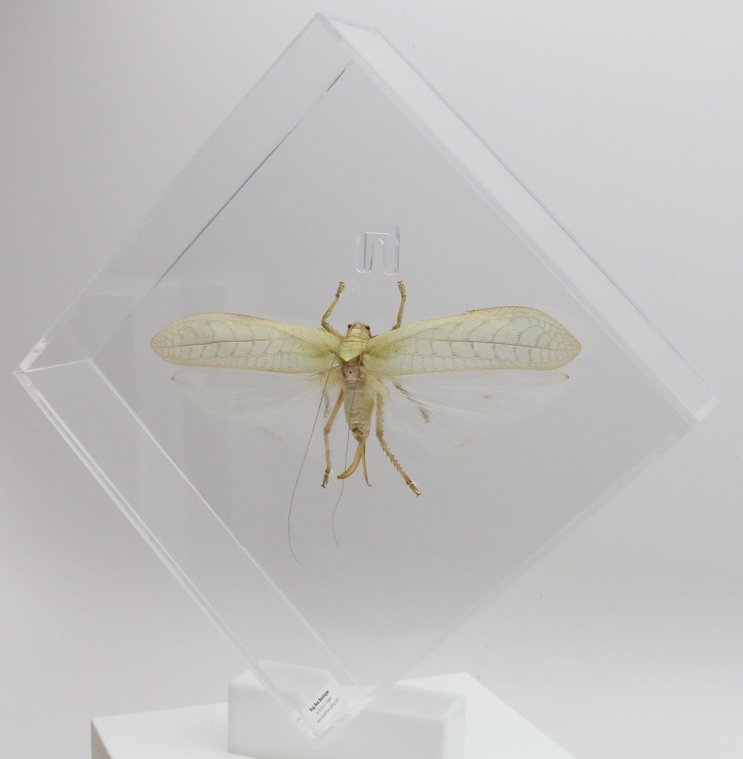 9101052 - Real Bug Acrylic Display Box - 10" X 10" - Giant Katydid