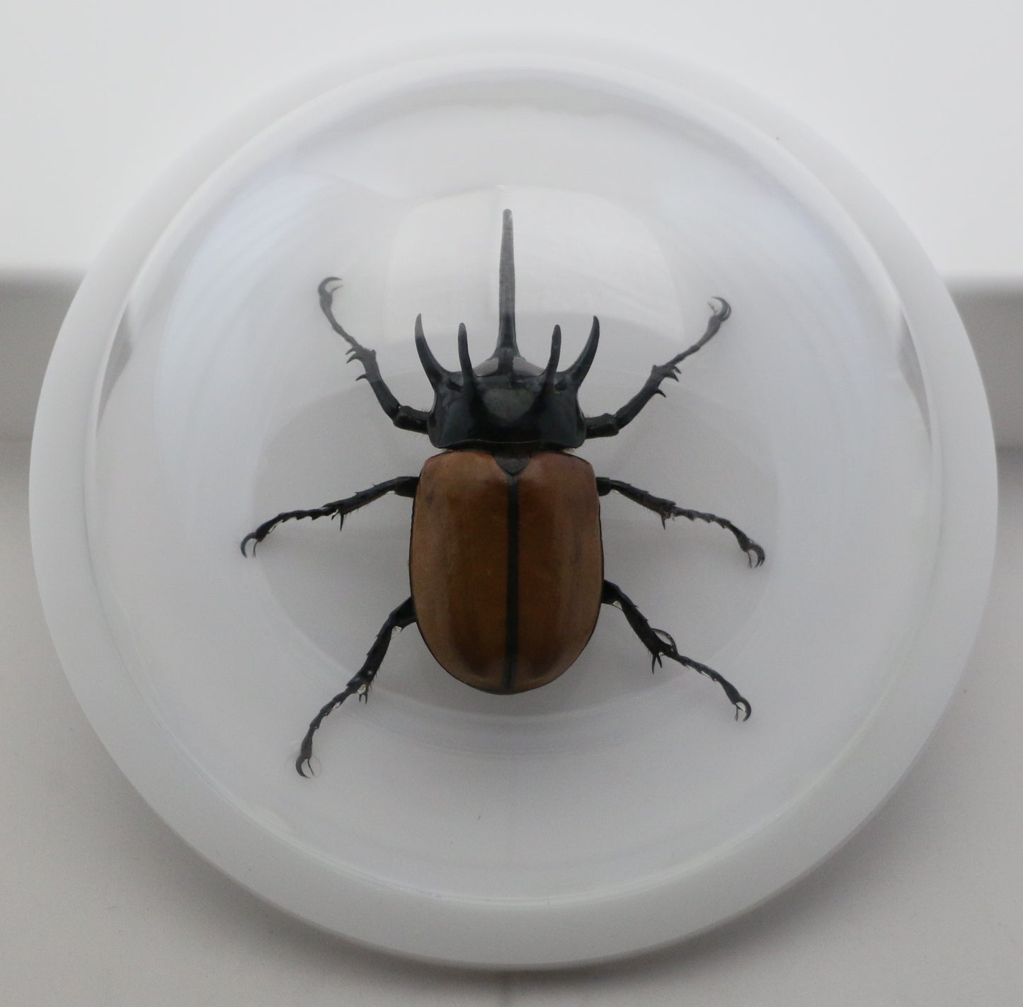 760461 - Dome Displays - Ex. Large (156mm) - White - 5 Horn Hercules Beetle