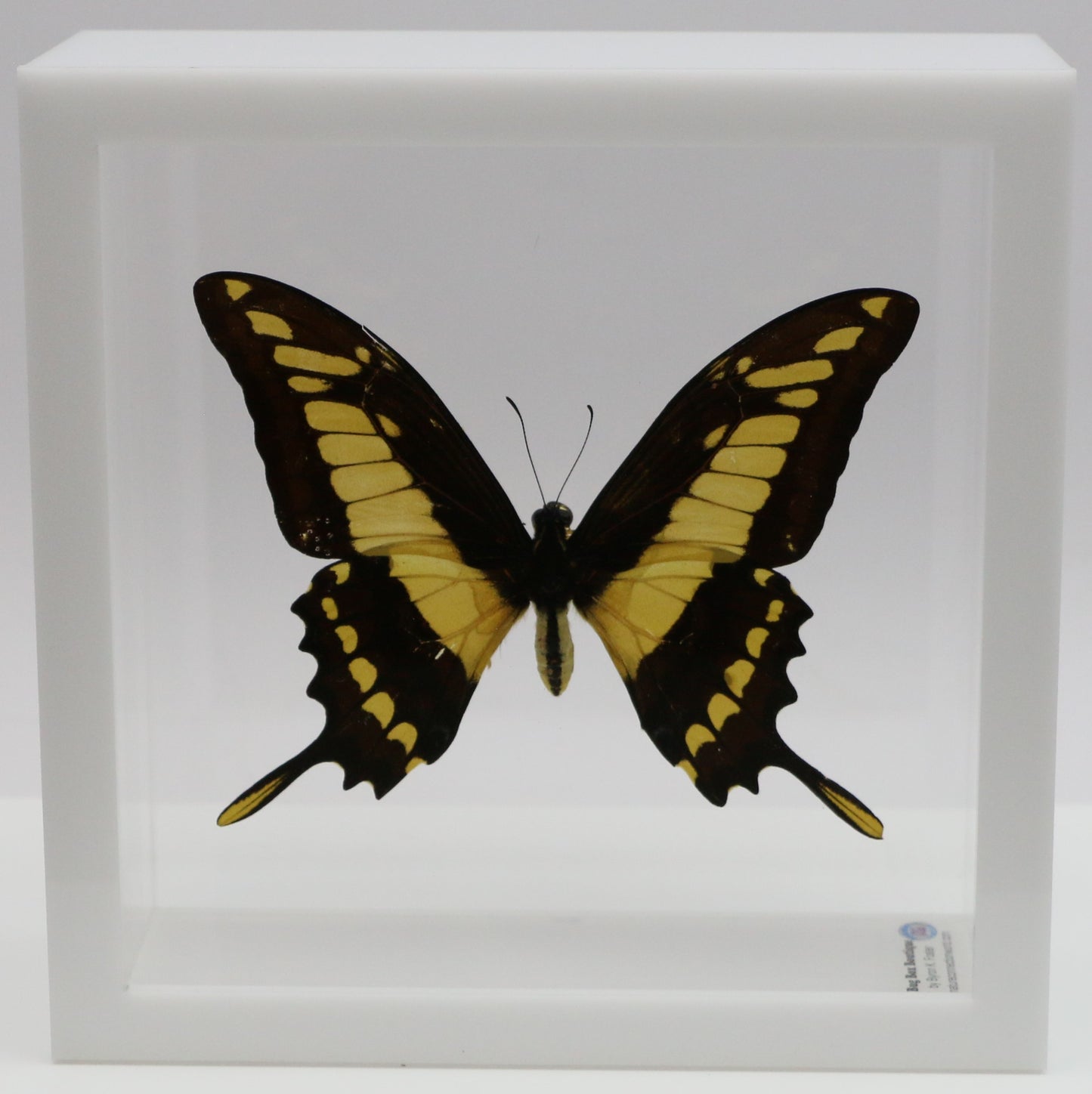 9060607 - Real Butterfly Acrylic Display Box - 6" X 6" - King Swallowtail (Papilio thoas)