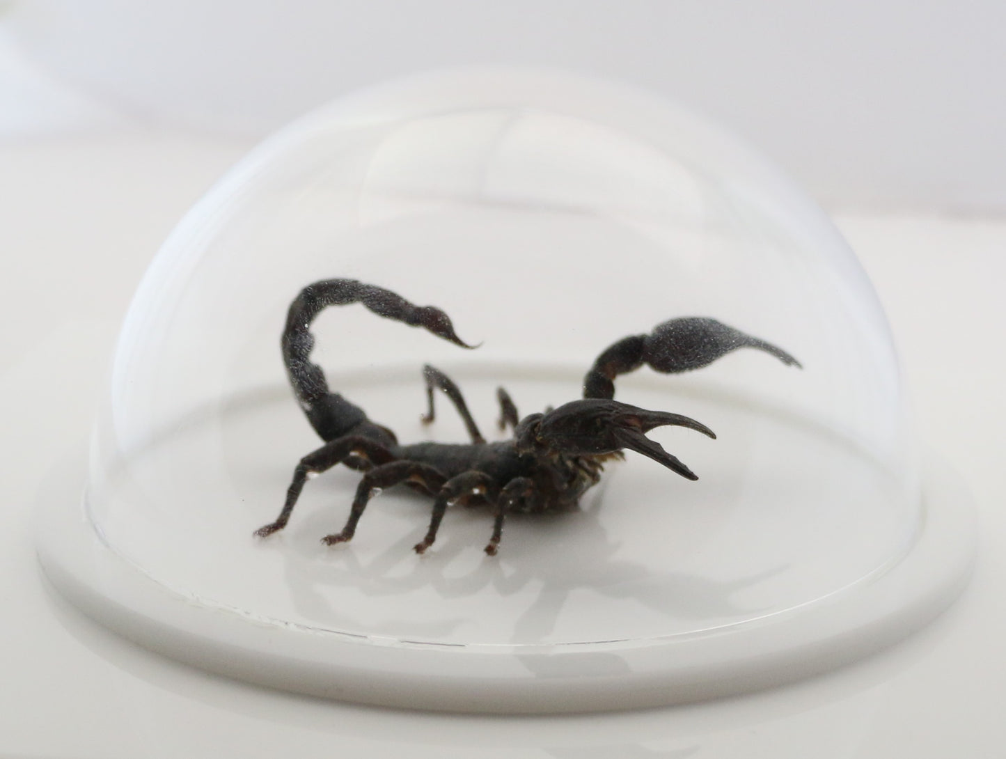 760462 - Dome Displays - Ex. Large (156mm) - White - Asian Giant Forest Scorpion (Heterometrus laoticus)