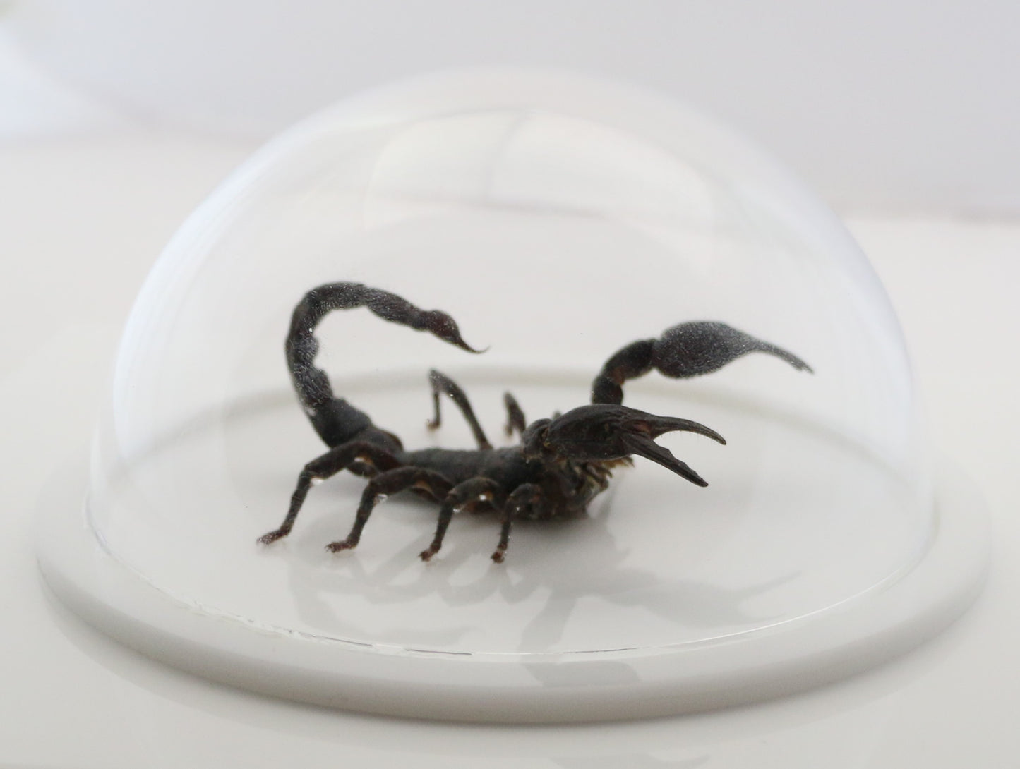 760462 - Dome Displays - Ex. Large (156mm) - White - Asian Giant Forest Scorpion﻿ (Heterometrus laoticus)