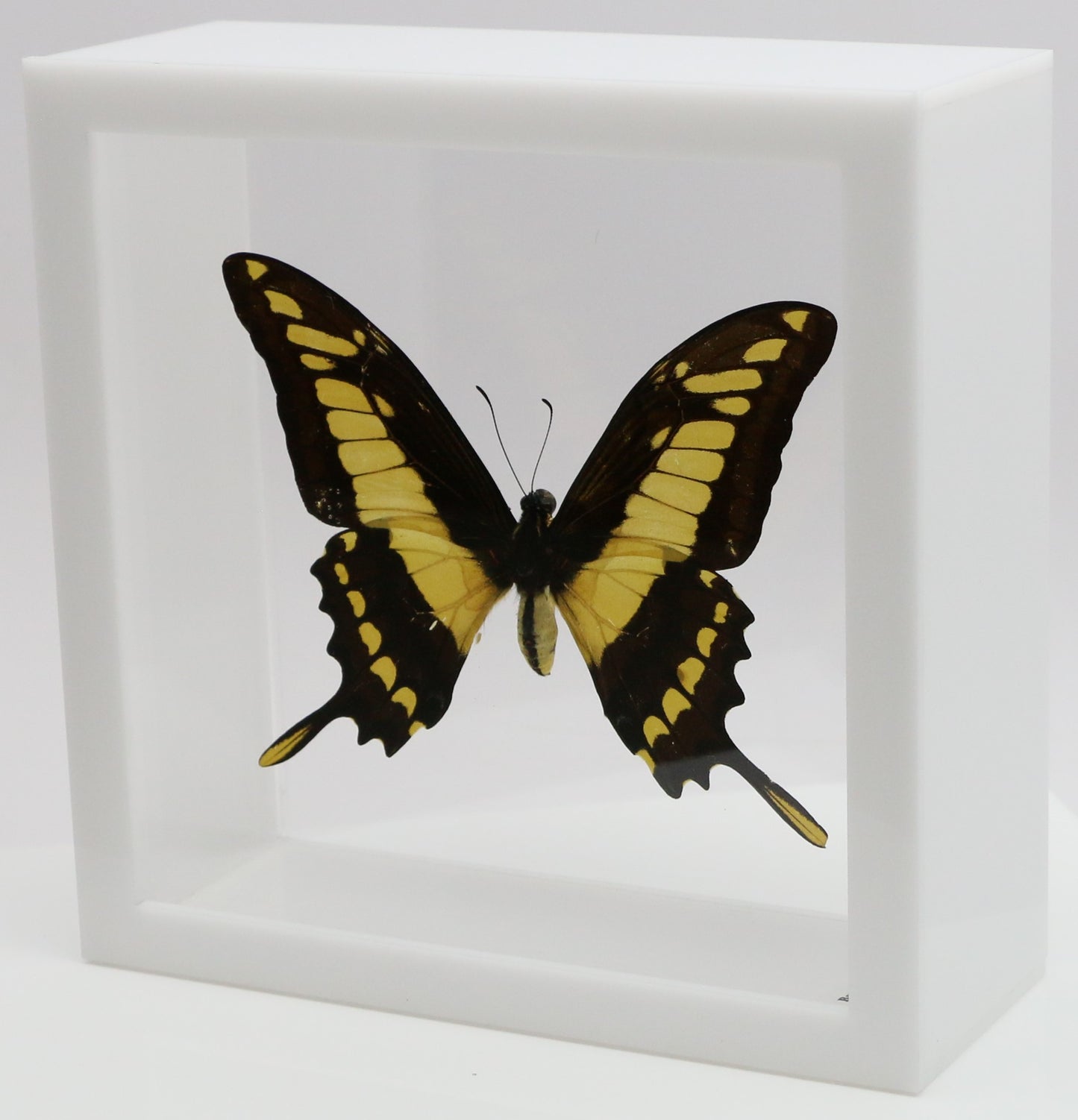 9060607 - Real Butterfly Acrylic Display Box - 6" X 6" - King Swallowtail (Papilio thoas)