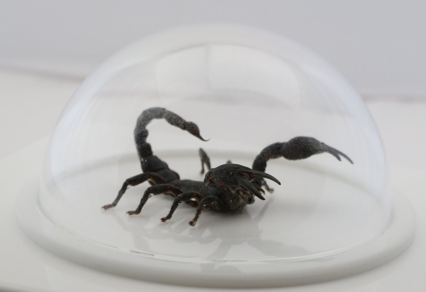 760462 - Dome Displays - Ex. Large (156mm) - White - Asian Giant Forest Scorpion (Heterometrus laoticus)