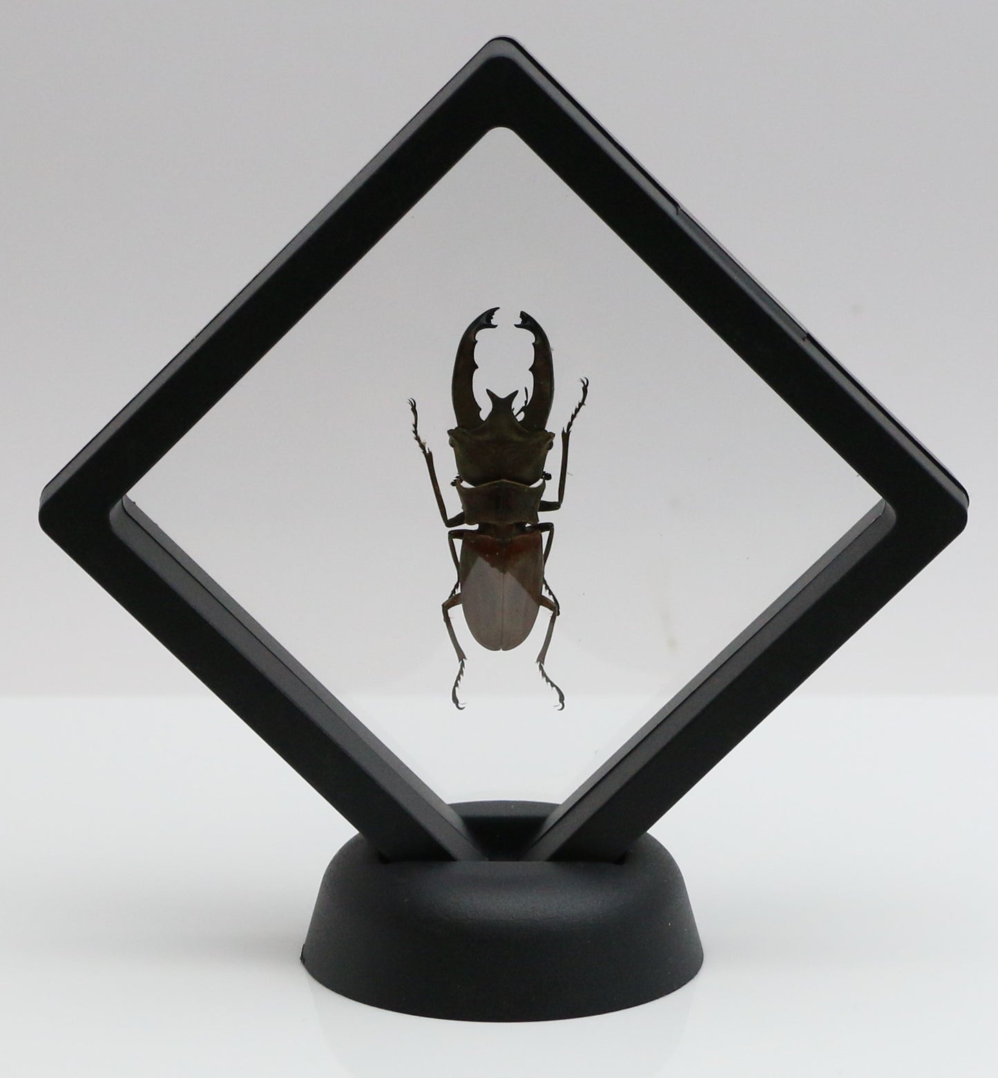 780060 - Floating Frame Display - 90x90mm - Black - Beetle