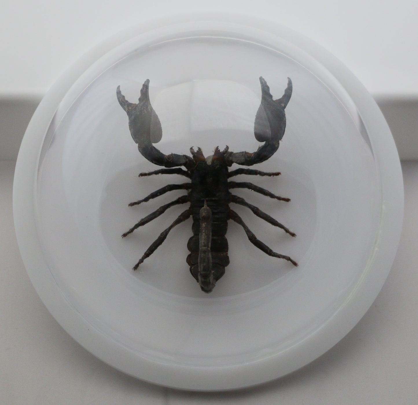 760462 - Dome Displays - Ex. Large (156mm) - White - Asian Giant Forest Scorpion﻿ (Heterometrus laoticus)