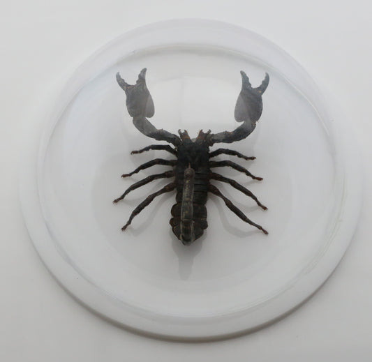 760462 - Dome Displays - Ex. Large (156mm) - White - Asian Giant Forest Scorpion (Heterometrus laoticus)
