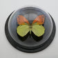 760300 - Dome Displays - Large (136mm) - Black - Vibrant Sulphur Butterfly ﻿(Hebomoia leucippe)