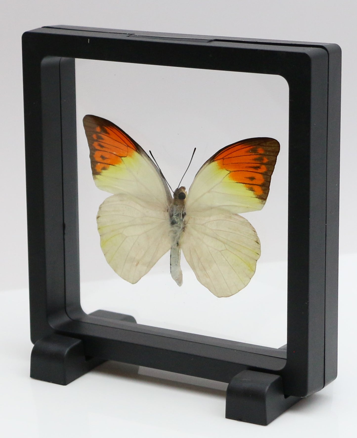 780100 - Floating Frame Display - 110x110mm - Black - Great Orange Tip