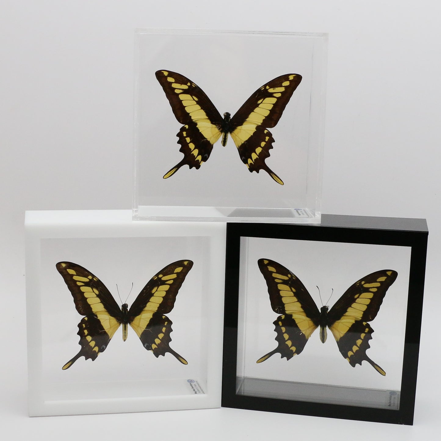 9060607 - Real Butterfly Acrylic Display Box - 6" X 6" - King Swallowtail (Papilio thoas)