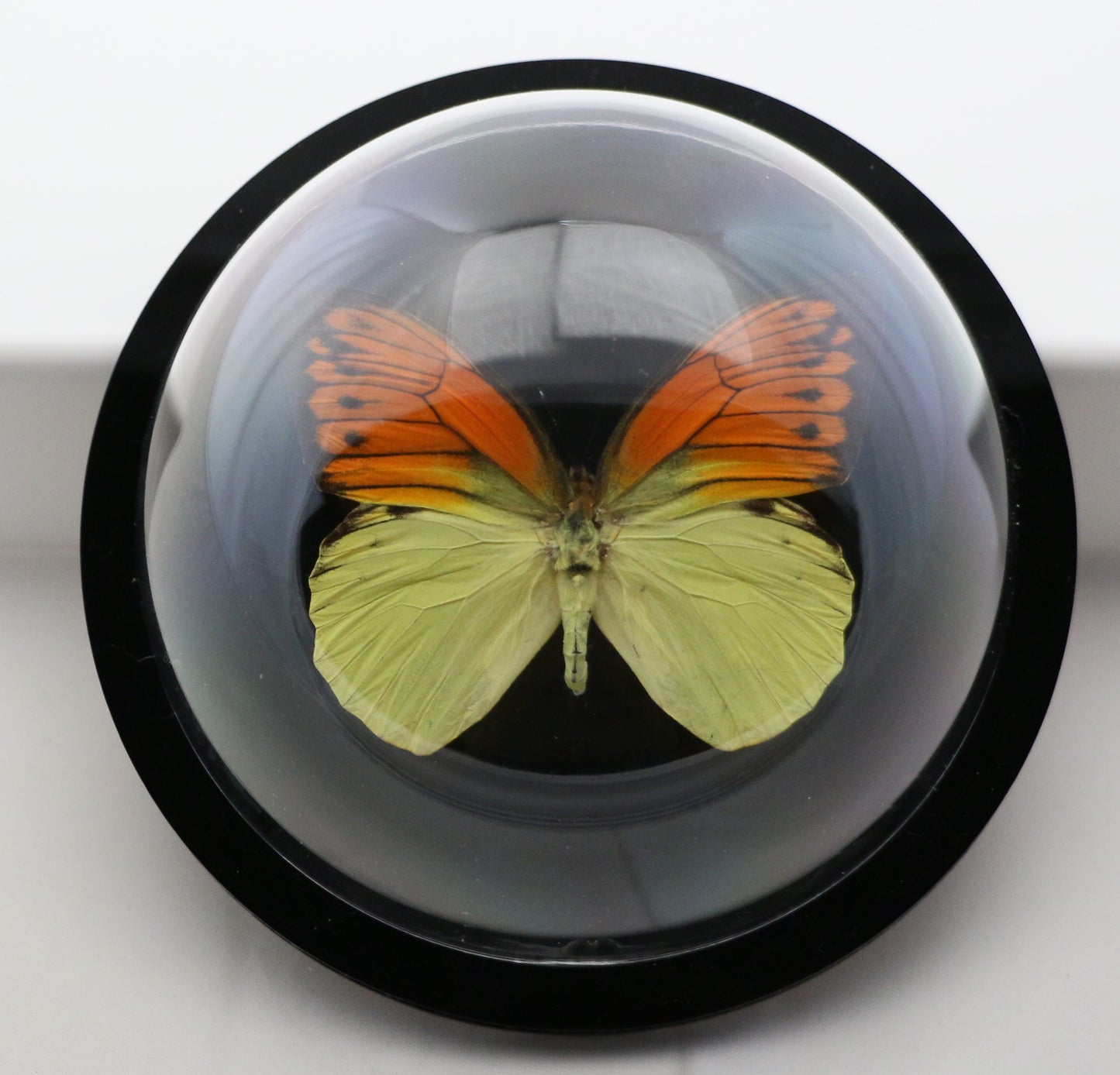 760300 - Dome Displays - Large (136mm) - Black - Vibrant Sulphur Butterfly (Hebomoia leucippe)