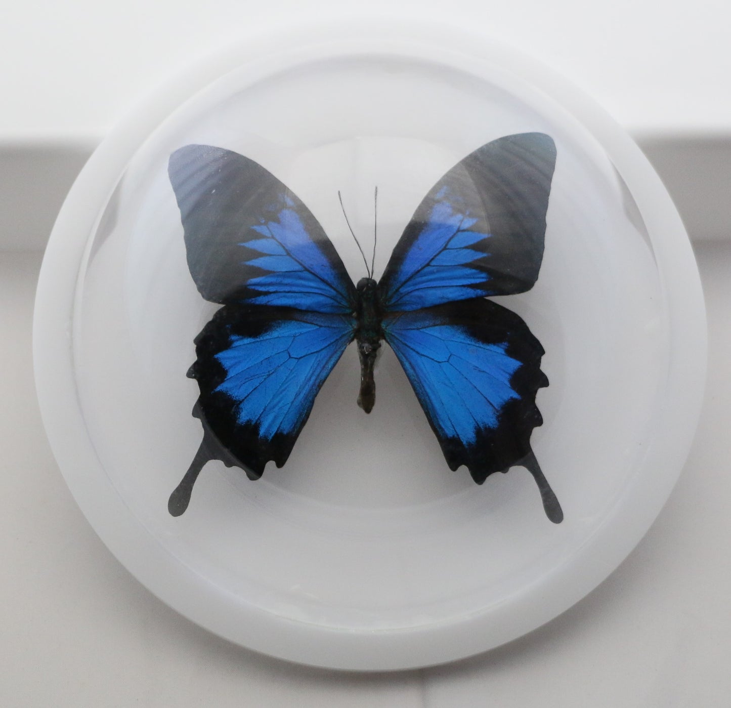 760400 - Dome Displays - Ex. Large (156mm) - White - Blue Mountain Swallowtail