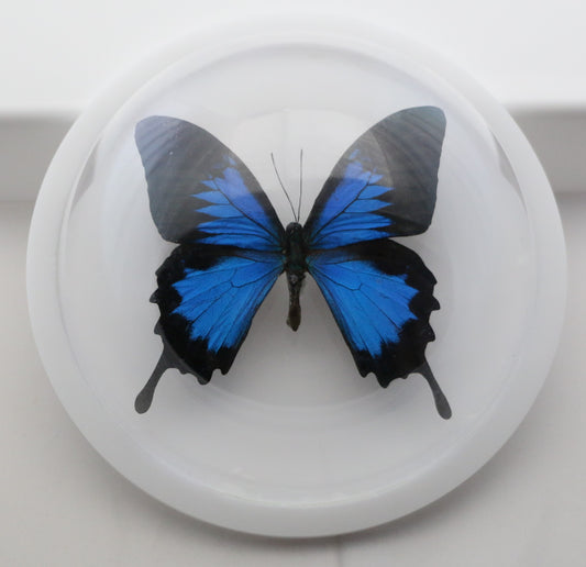 760400 - Dome Displays - Ex. Large (156mm) - White - Blue Mountain Swallowtail