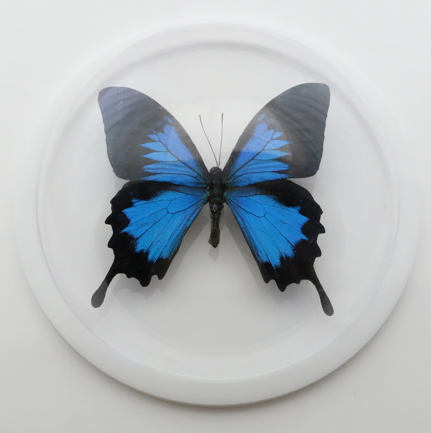 760400 - Dome Displays - Ex. Large (156mm) - White - Blue Mountain Swallowtail