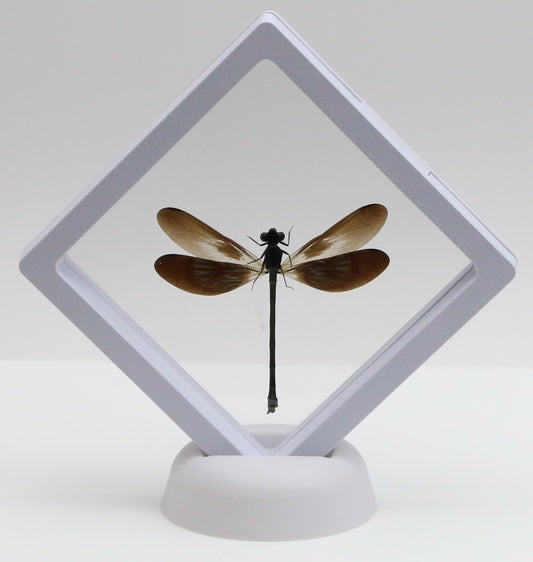 780061 - Floating Frame Display - 90x90mm - White - Damselfly