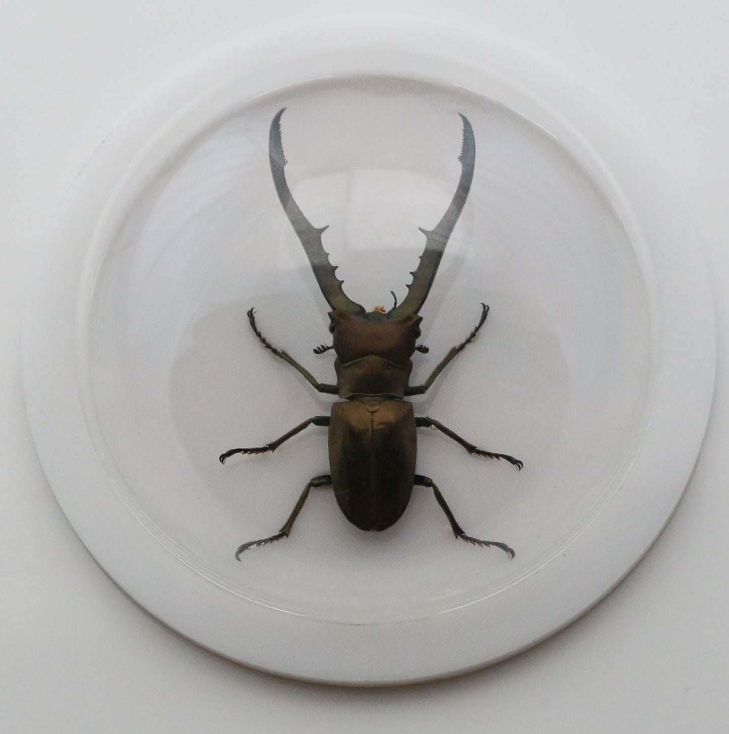 760260 - Dome Displays - Medium (100mm) - White - Long Jaw Stag Beetle (Cyclommatus metallifer)