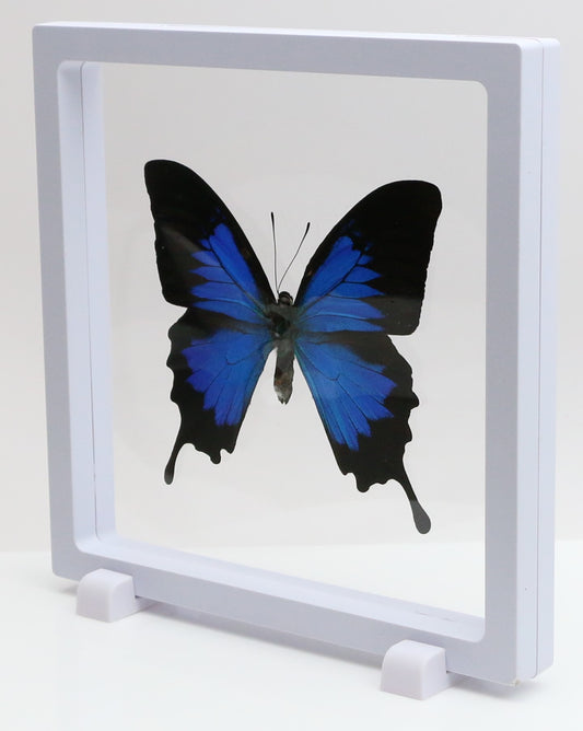 780300 - Floating Frame Display - 180x180mm - White - Blue Mountain Swallowtail