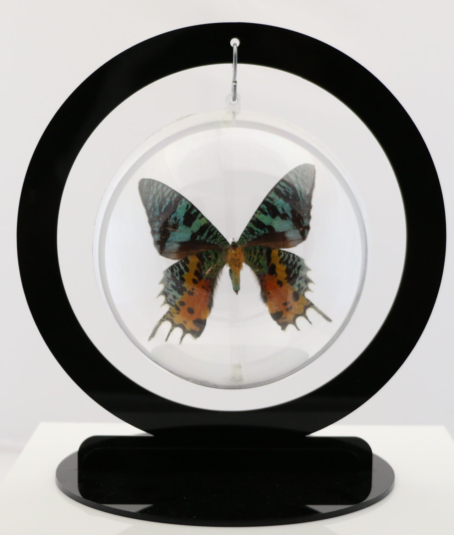 750301 - Butterfly Bubbles - Lg. - Round - Sunset Moth (Urania ripheus)