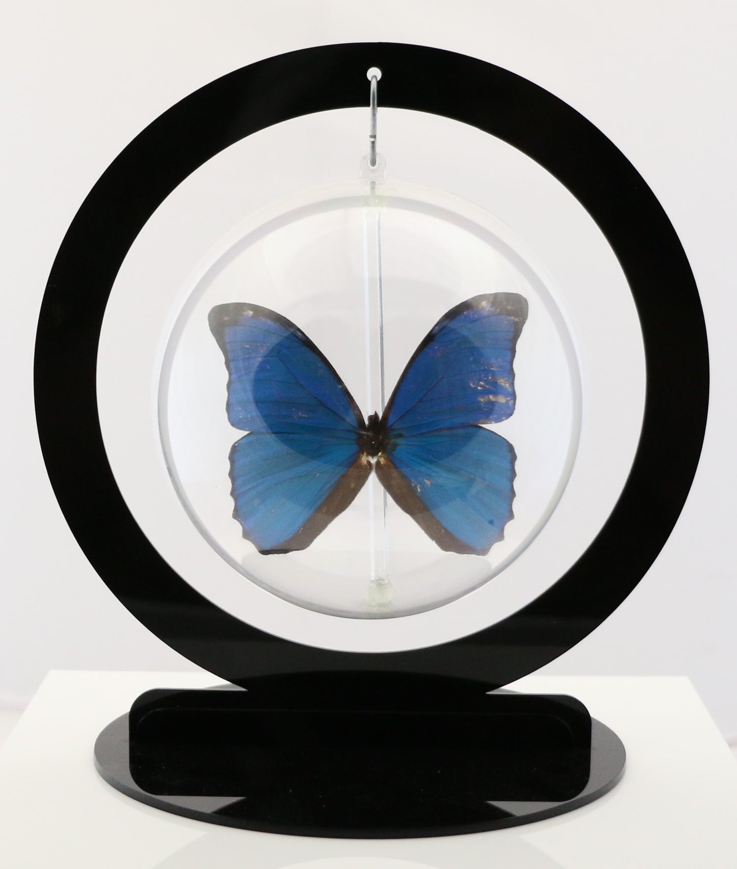 750300 - Butterfly Bubbles - Lg. - Round - Blue Morpho (Morpho menelaus)