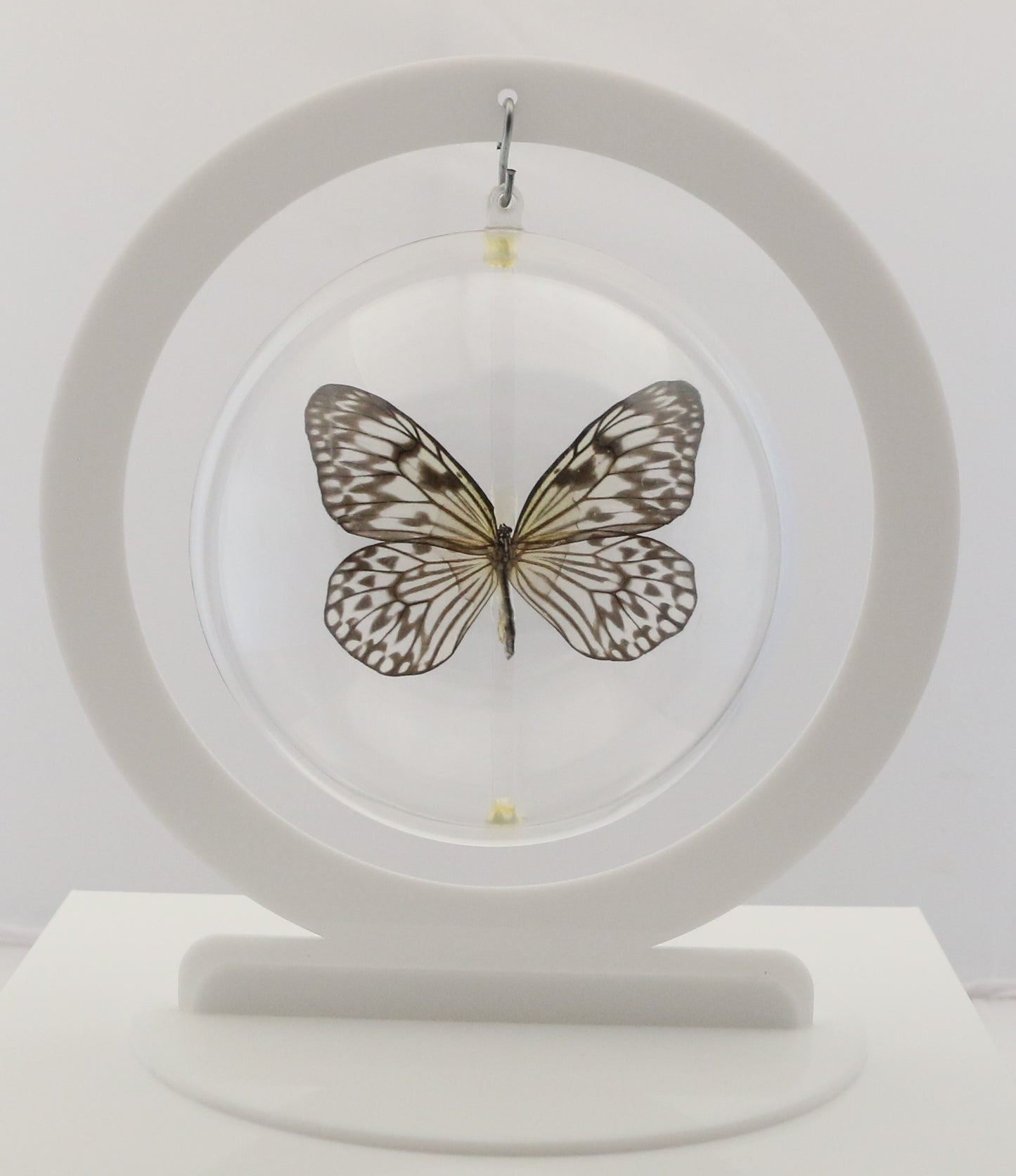 750302 - Butterfly Bubbles - Lg. - Round - Paper Kite (Idea leuconoe obscura)