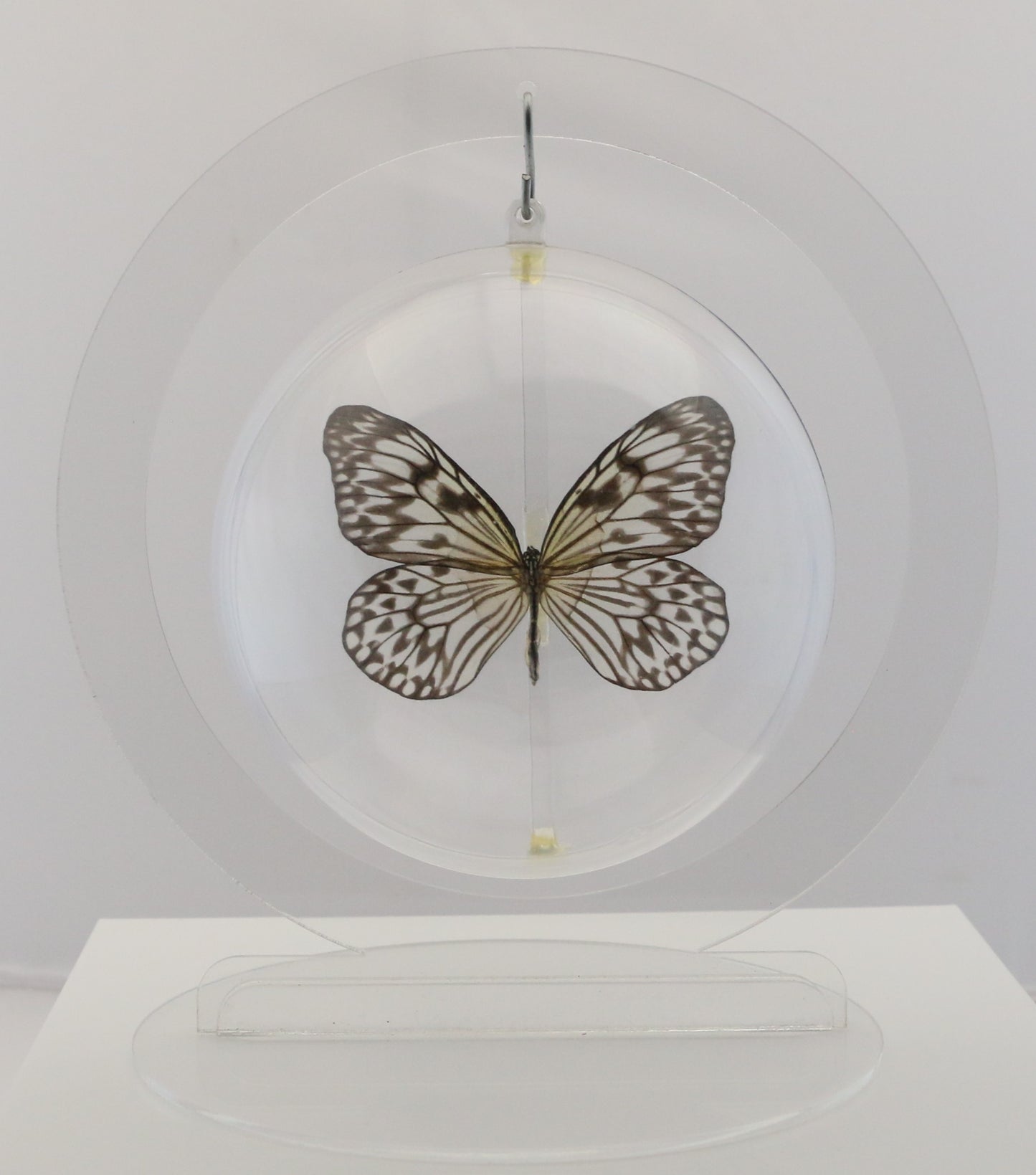 750302 - Butterfly Bubbles - Lg. - Round - Paper Kite (Idea leuconoe obscura)